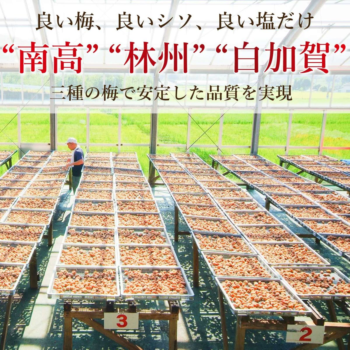 良い梅、良いシソ、良い塩だけ。“南高”“林州”“白加賀”三種の梅で安定した品質を実現