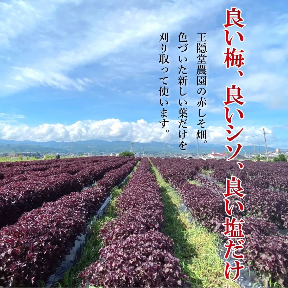 良い梅、良いシソ、良い塩だけ。王隠堂農園の赤しそ畑。 色づいた新しい葉だけを 刈り取って使います。